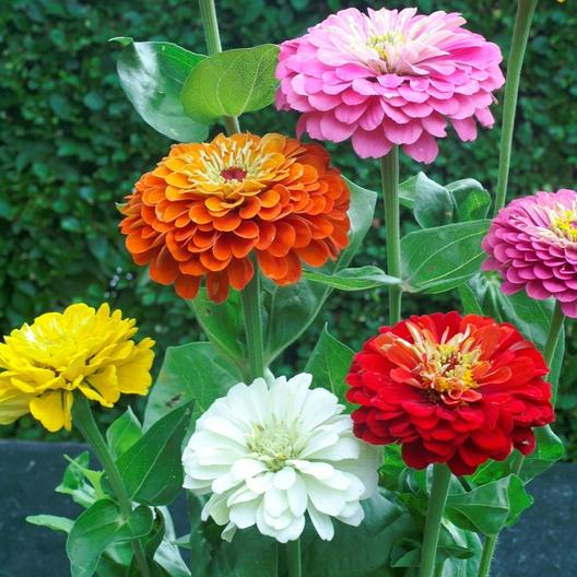 Zinnia Dahlia Flower Mix Seeds