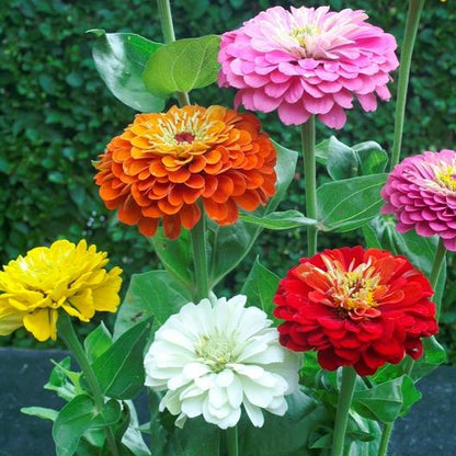 Zinnia Dahlia Flower Mix Seeds