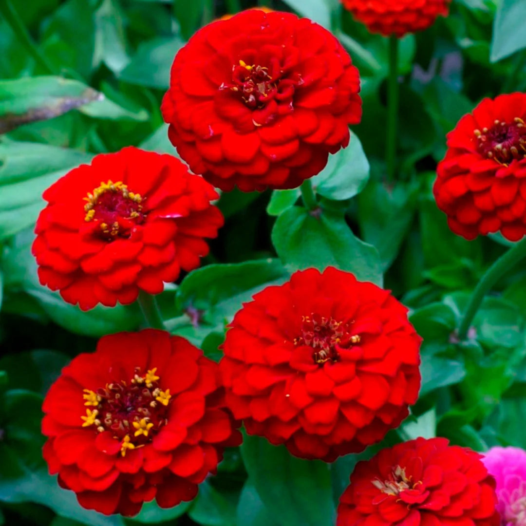 Zinnia Canary Yellow and Scarlet Red Seeds