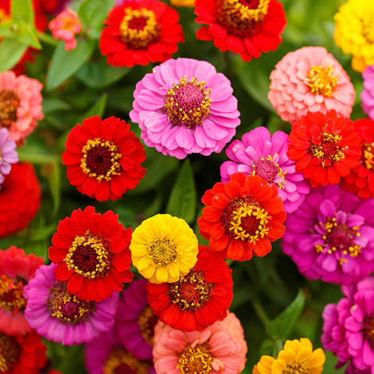 Zinnia Liliput mix seeds