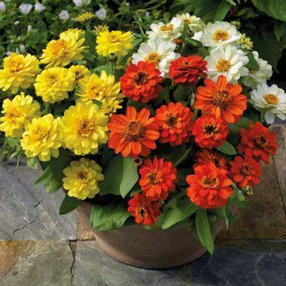 Zinnia Pulcino Dwarf Mix