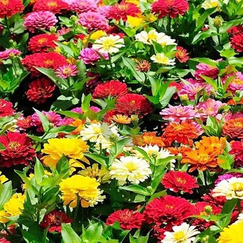 Zinnia Pulcino Dwarf Mix