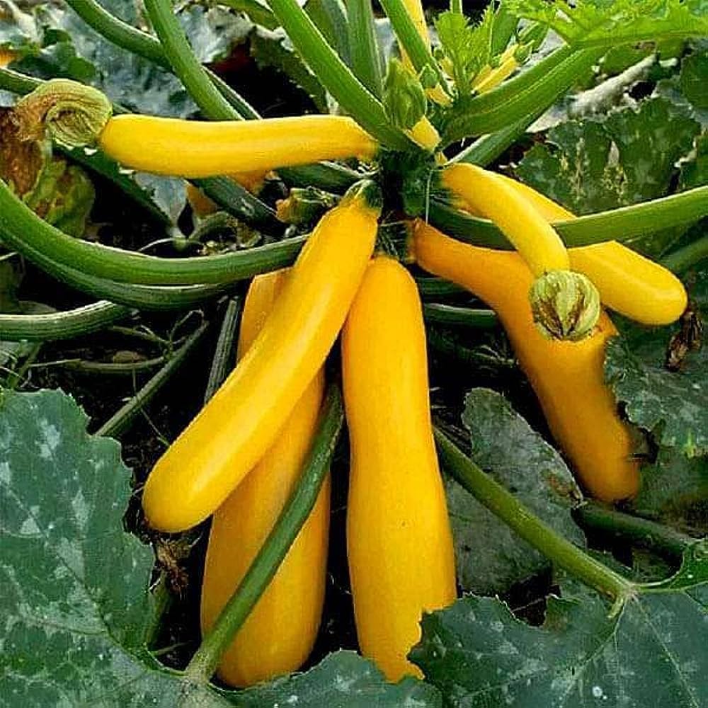 Zucchini Seeds Yellow F1 Hybrid Seeds  Gardening centre