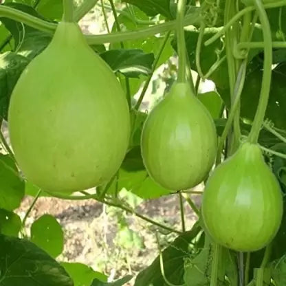 ROUND Bottle  Gourd/गोल लौकी  Seeds