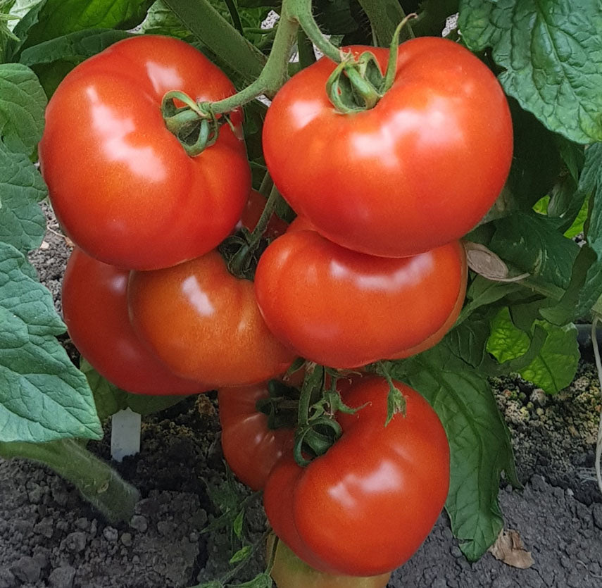 Tomato F1 High Quality seeds (Round/Oblate)