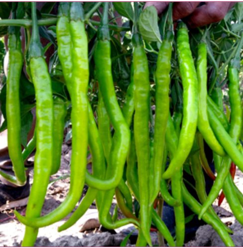 Chilli F1 Hybrid Seeds Long(मिर्च) High Yielding Variety