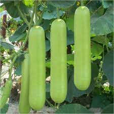 Bottle Gourd/Lauki/लौकी F1 Hybrid Seeds(high yeild Gutka Type)