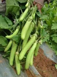 Brinjal(बैगन) F1 hybrid Seeds(Disease Resistant green long )