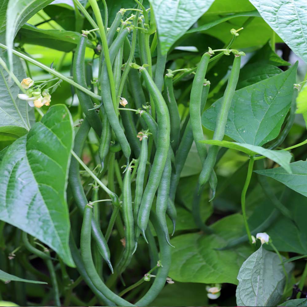 Beans/बीन्स / फली  (Bush Type) Seeds