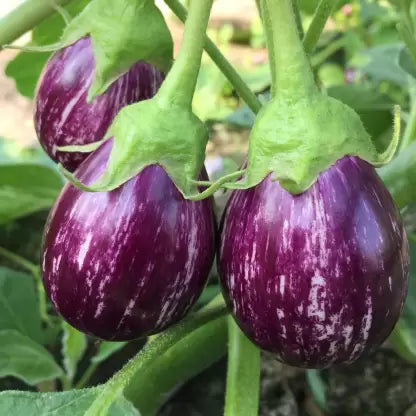 Brinjal/ बैगन F1 Hybrid Seeds Purple Round