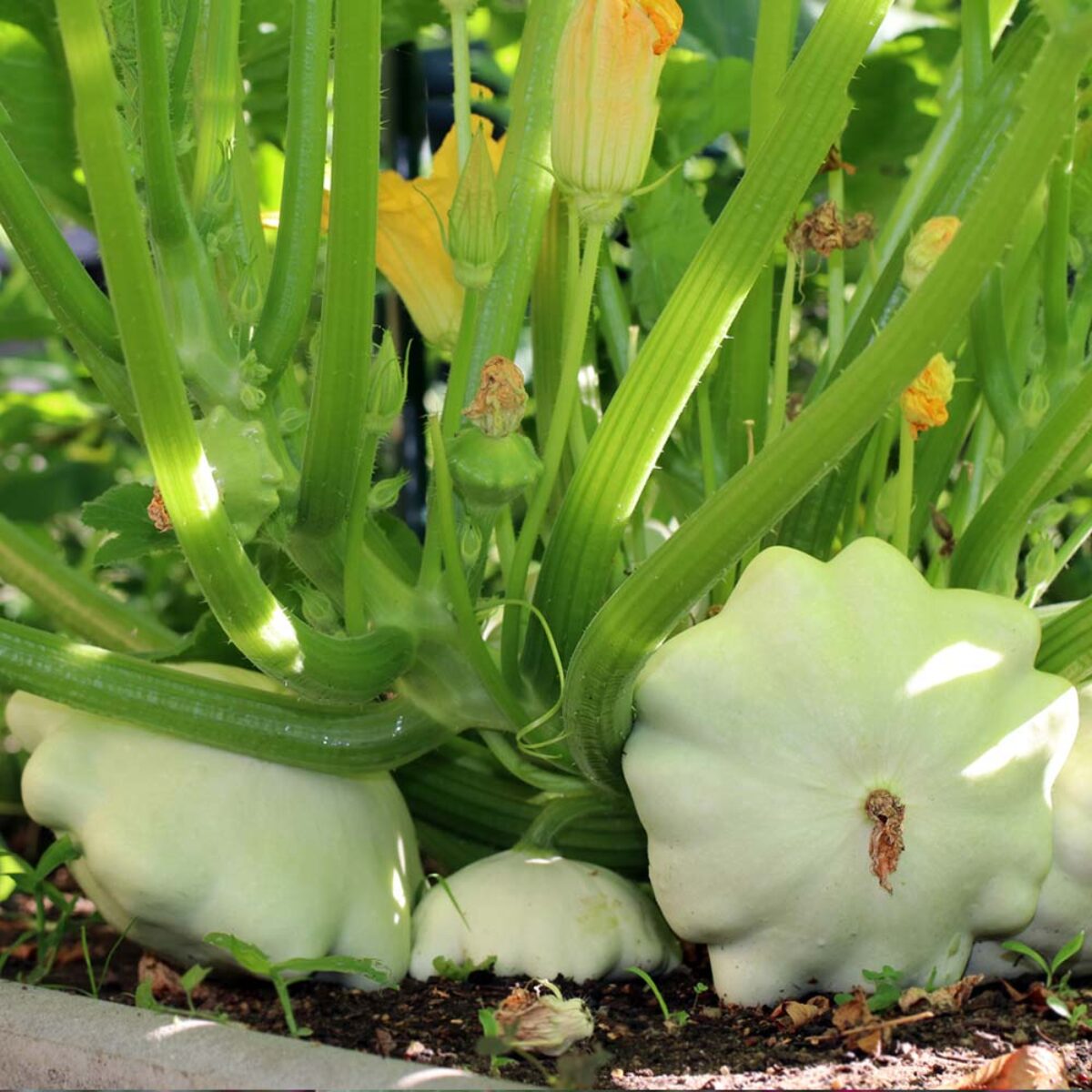 Zucchini Squash/ Bush Squash(patty pan)