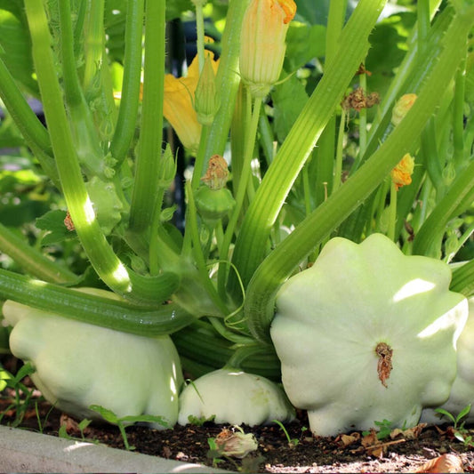 Zucchini Squash/ Bush Squash(patty pan)