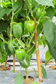 Capsicum/Shimla Mirch F1 Hybrid Seeds