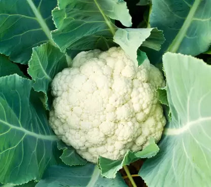 Cauliflower F1 Hybrid seeds