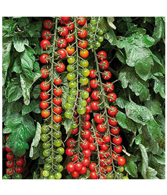 Red Cocktail Cherry Tomato Hybrid Seeds