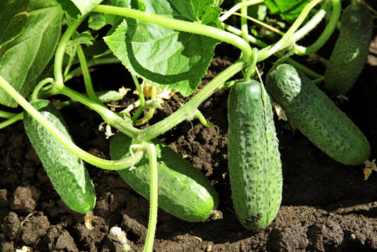 Cucumber/खीरा Seeds F1 Hybrid Seeds(high yield)