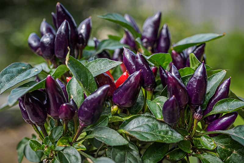 Dark Purple Chilli(मिर्च) seeds