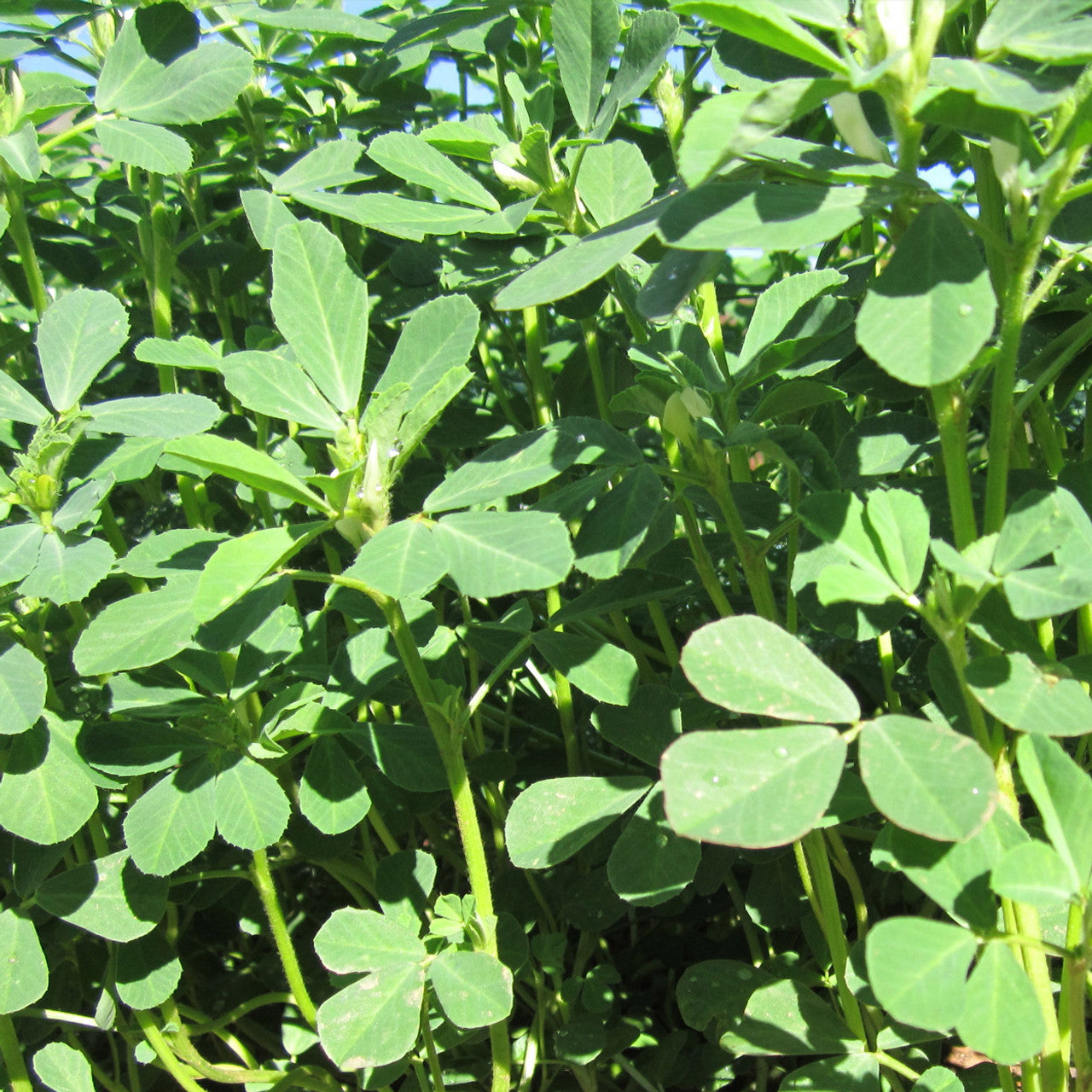 Methi/Fenugreek Seeds