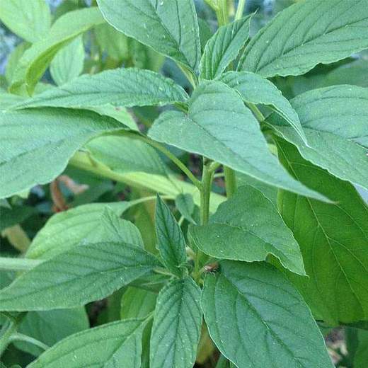 Green Amaranthus/Chaulai Bhaji/हरी साग