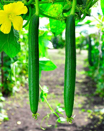 Sponge Gourd(गिलकी ) F1 Hybrid Seeds