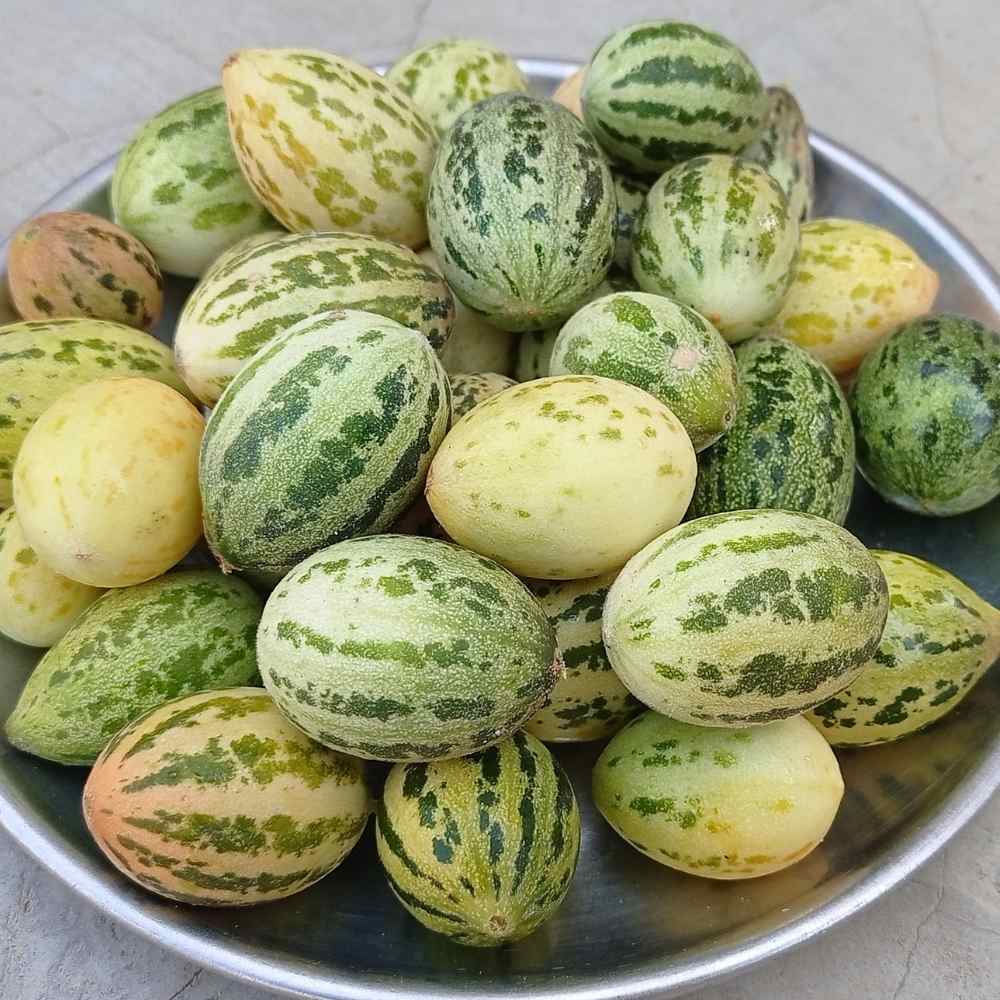 Cucumber foot Kachri  seeds