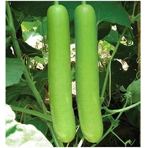 Bottle Gourd/लौकी F1 Hybrid seeds (High Yield)