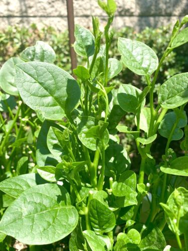 Malabar Spinach Seeds(मालाबार पालक/पोई साग )