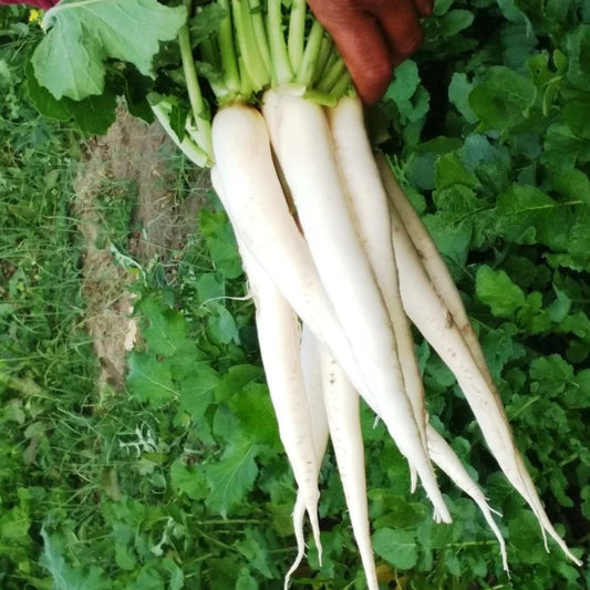 Radish/Muli late bolting Variety Seeds