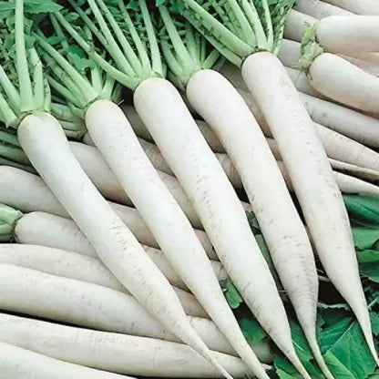 RADISH SEEDS LONG (मूली )