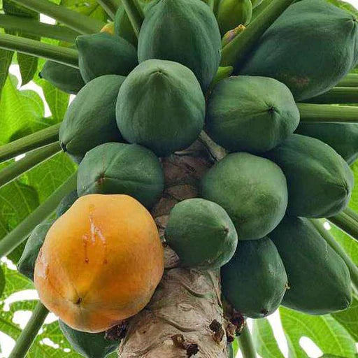 Papaya(पपीता) Seeds