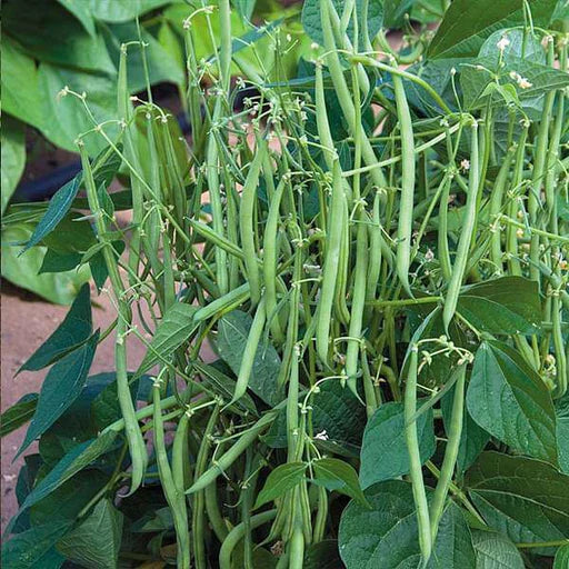 Pole Beans/Climbing beans Seeds