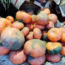 Pumpkin Hyrbid seeds /Kaddu/कद्दू