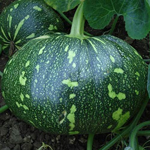 Pumpkin F1 Hybrid Seeds