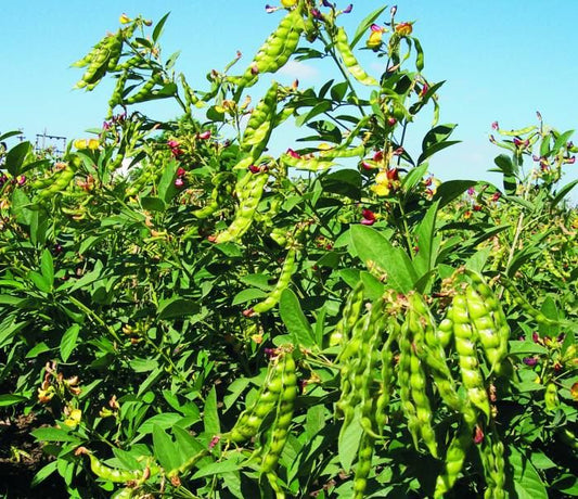 PigeonPea Seeds(अरहर/तूर)