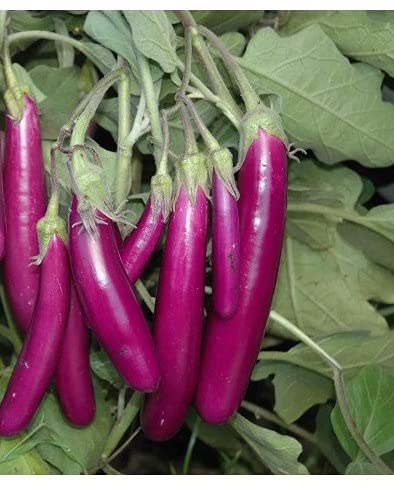 BRINJAL/बैगन SEEDS PURPLE LONG