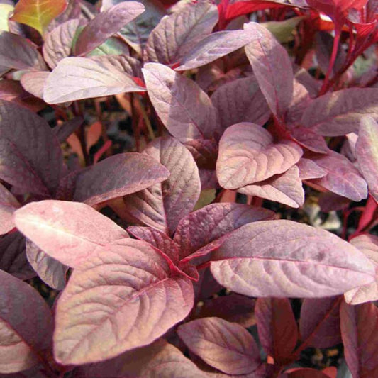 Red Amaranthus/ Chaulai Bhaji/लाल साग