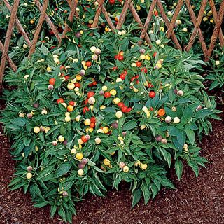 Chilli Round White Purple mix Ornamental (मिर्च)