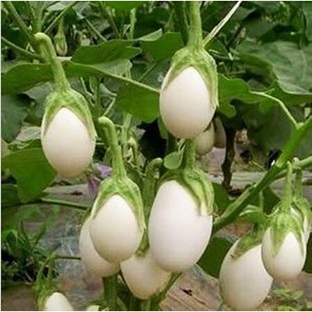 Brinjal(बैगन) White Snowball Hybrid Seeds