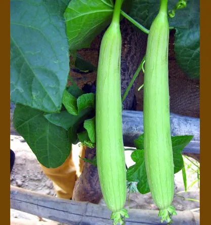 Sponge Gourd /गिलकी F1 Hybrid Seeds(Whitish Green)