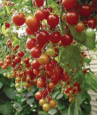 Wild Texas Cherry Tomato Hybrid Seeds