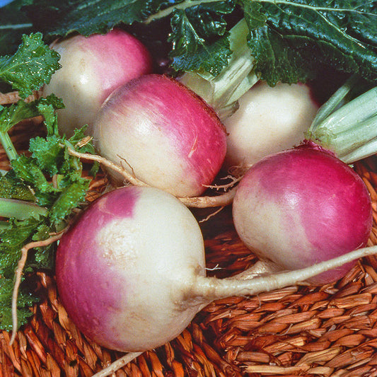 Turnip/सलजम  Purple White Mix Imported Seeds