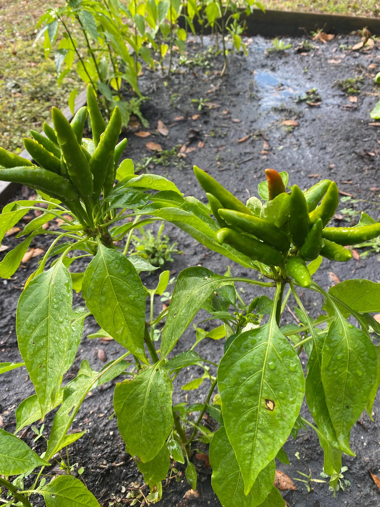 Chilli Anchari (मिर्च ) Green Upside Down