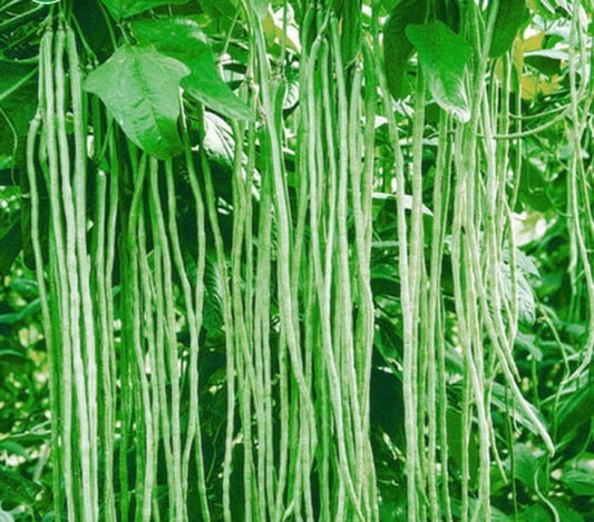 Yard long Beans (बरबटी/लोबिया) Seeds