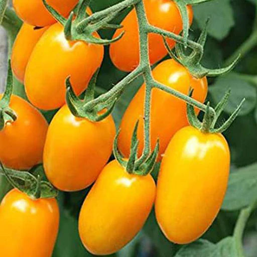 Yellow Cherry Tomato Hybrid Seeds