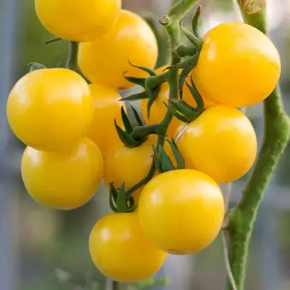 Hybrid Yellow Tomato Seeds